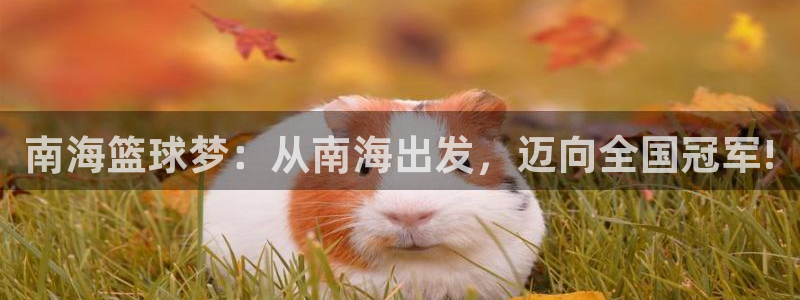  易倍emc体育官网入口：南海篮球梦：从南海出发，迈向全国冠军
